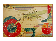 Grasshopper